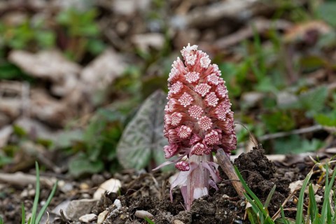 Butterbur or Sweet Coltsfoot (Petasites paradoxus)