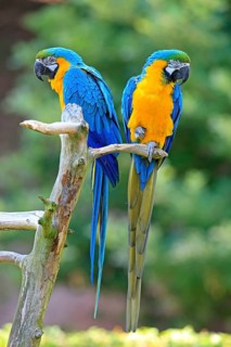 Blue and Yellow Macaws (Ara ararauna)