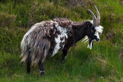 Feral goat (Capra hircus aegagrus)