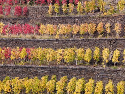 Vines growing on terraced vineyards in autumn