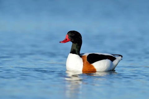 Common Shelduck (Tadorna tadorna)