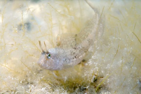 Tentacled blenny (Parablennius tentacularis)