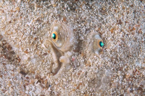 Snouted Sole (Solea lascaris nasuta