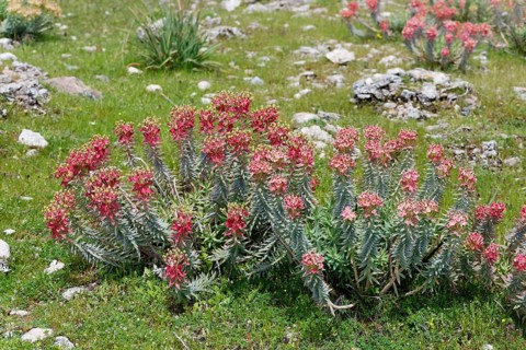Flowering Myrtle Spurge (Euphorbia myrsinites)