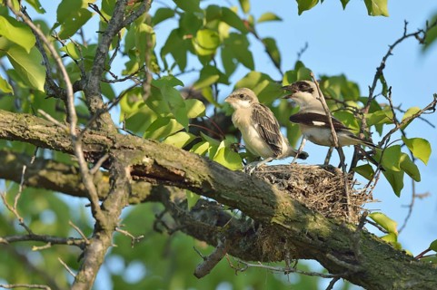 Lesser Grey Shrike (Lanius minor)