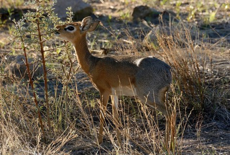 Kirk's Dik-dik (Madoqua kirkii)