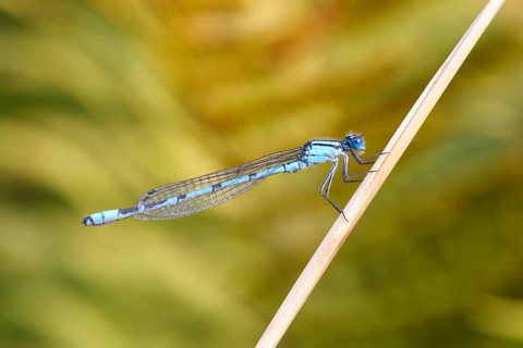 Common Blue Damselfly (Enallagma cyathigera)