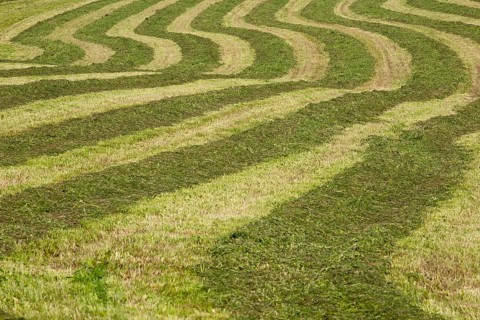 Hayfield raked in geometric patterns