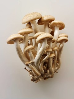 Organic Hon-Shimeji mushrooms (Lyophyllum shimeji)
