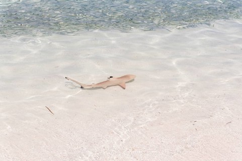 Blacktip Reef Shark (Carcharhinus melanopterus) in shallow water