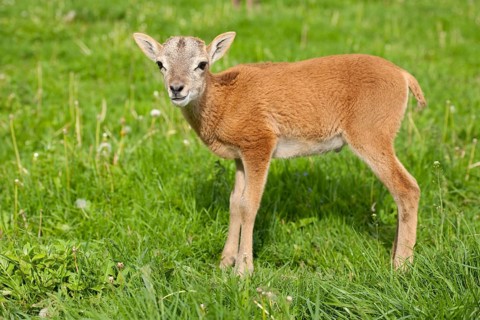 European Mouflon (Ovis ammon Musimon)