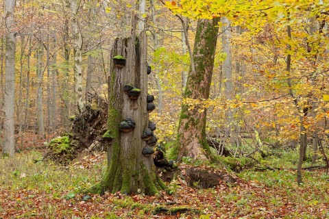Dead European Beech or Common Beech (Fagus sylvatica) with Tinder Fungus