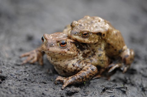 Common Toad or European Toad (Bufo bufo)