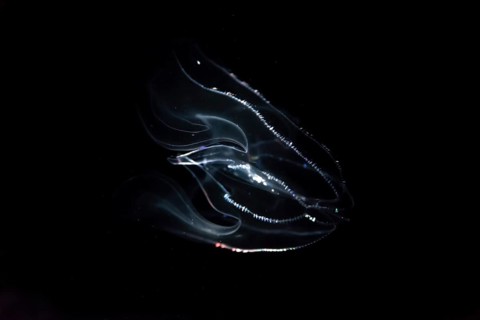 Deep sea jellyfish with bioluminescence