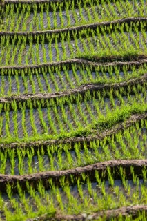Rice fields