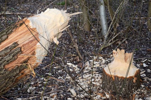 Tree trunk felled by a beaver in a riverside forest