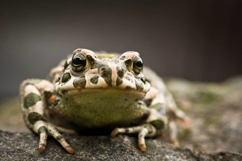 European Green Toad (Bufo viridis)
