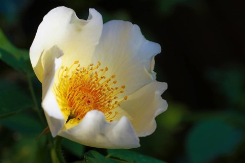 Garden Rose Spring Gold (Rosa pimpinellifolia var. hispida x Joanna Hill)