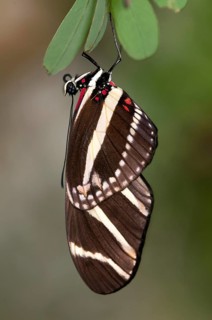 Zebra Longwing Butterfly (Heliconius charithonia)