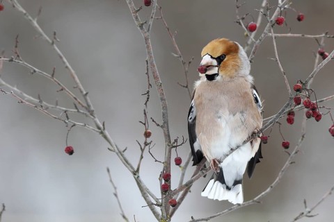 Hawfinch (Coccothraustes coccothraustes) with fruit of the vibrunum bush (Viburnum sp.) in its beak