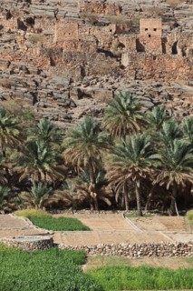 Oasis with date palms and green fields in front of the historic ruins of the village of Al Hajir