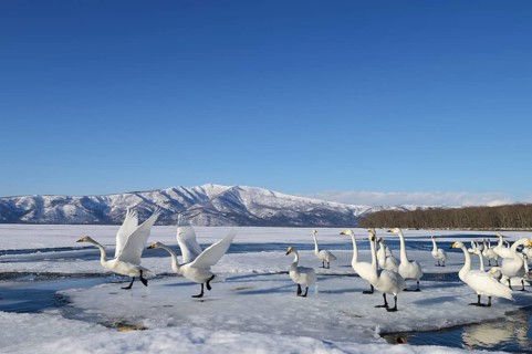 Group of Whooper Swans (Cygnus cygnus)