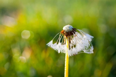 Dandelion (Taraxacum officinale)