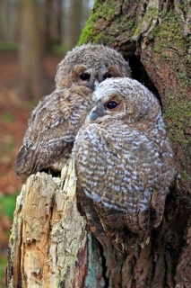 Young Tawny Owls or Brown Owls (Strix aluco) perched in front of a tree hollow