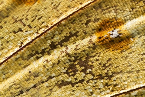 Scales of a butterfly's wing of the Meander Prepona (Archaeoprepona meander)