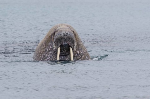 Walrus (Odobenus rosmarus)