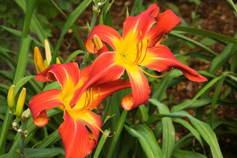 Red and yellow daylilies (Hemerocallis)