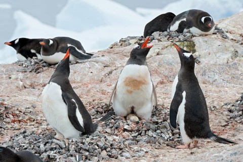 Gentoo Penguins (Pygoscelis papua) calling