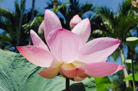 Lotus or Indian Lotus (Nelumbo nucifera)