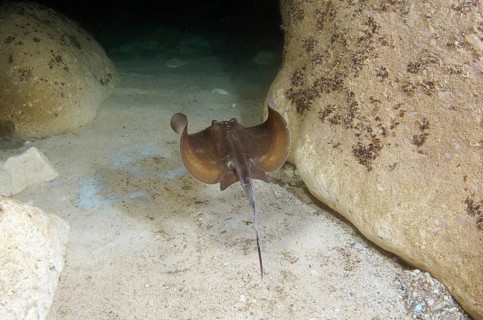 Common Stingray (Dasyatis pastinaca)