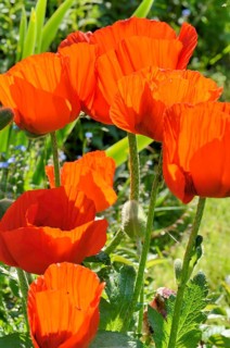 Oriental Poppy (Papaver orientale)
