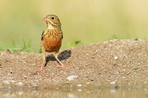 Ortolan Bunting (Emberiza hortulana)