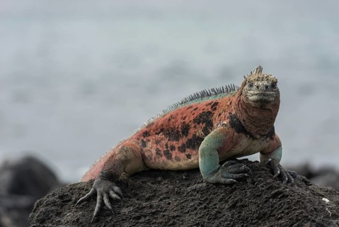 Marine Iguana (Amblyrhynchus cristatus)