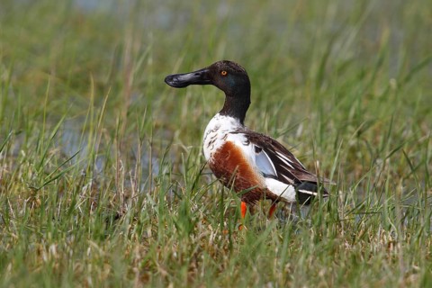 Northern Shoveler (Anas clypeata)