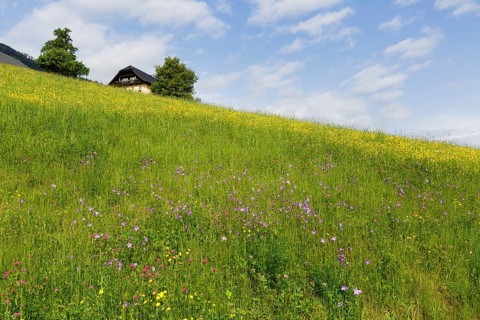 Flower meadow
