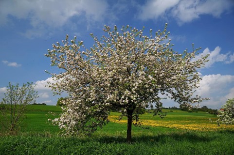 Blossoming Apple Tree (Malus domesticus) on a meadow