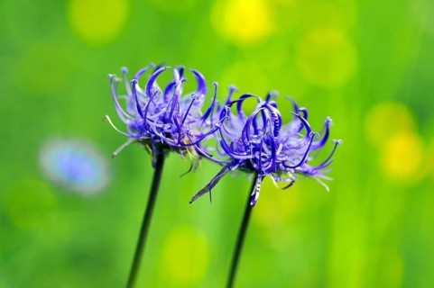 Round-headed Rampion or Pride of Sussex (Phyteuma orbiculare)