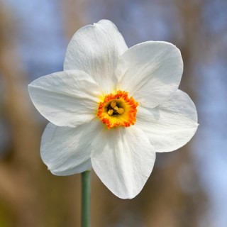 White Daffodil (Narcissus sp.)