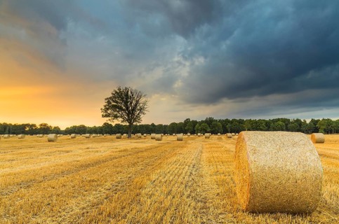 Straw harvest