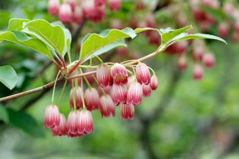 Redvein Enkianthus (Enkianthus campanulatus)