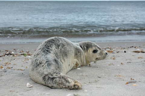 Harbour Seal (Phoca vitulina)
