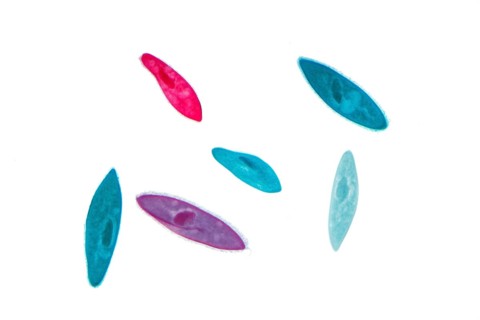 Paramecium (Paramecium)