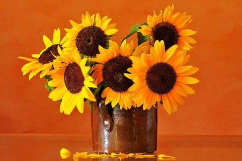 Sunflowers (Helianthus annuus) in a clay pot