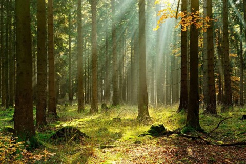 Light-flooded spruce forest in autumn