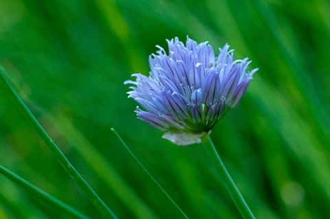Inflorescence of Chives (Allium schoenoprasum)