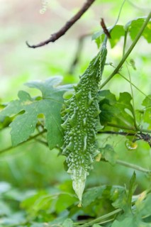 Bitter melon (Momordica charantia)